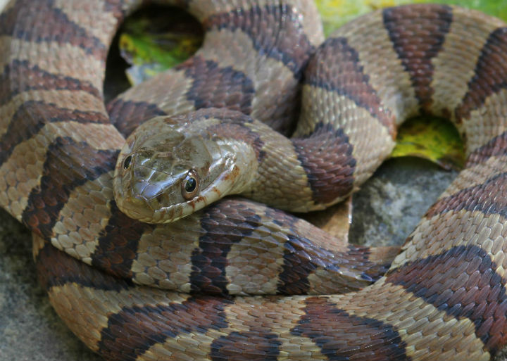 Midland Water Snake